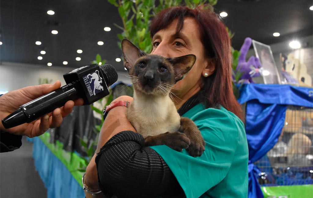 gatti_2