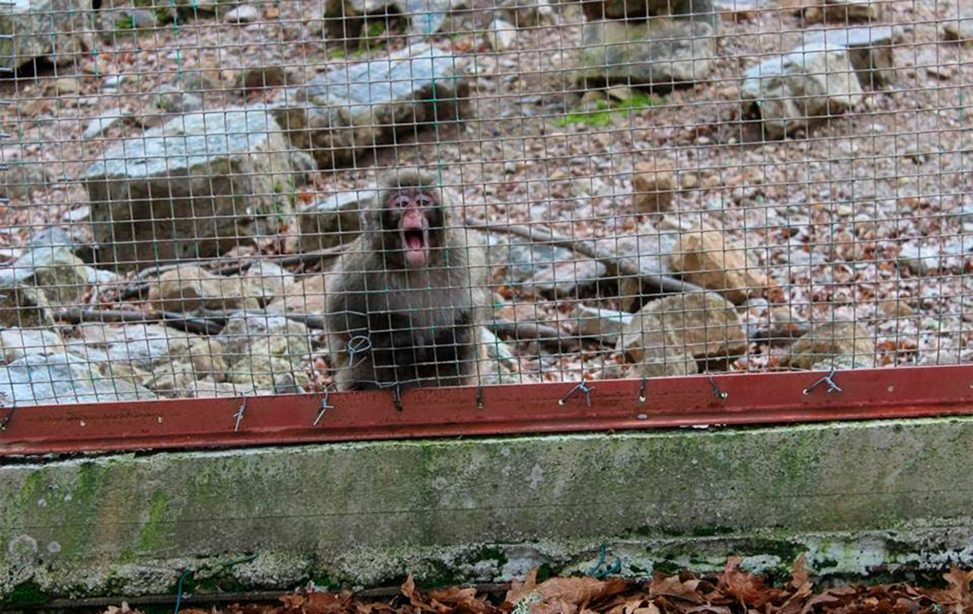I macachi che furono ospiti del parco di Cavriglia allo zoo di Napoli?