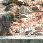 macachi - Cavriglia