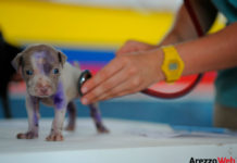 veterinario che visita un cucciolo - animali - vaccini