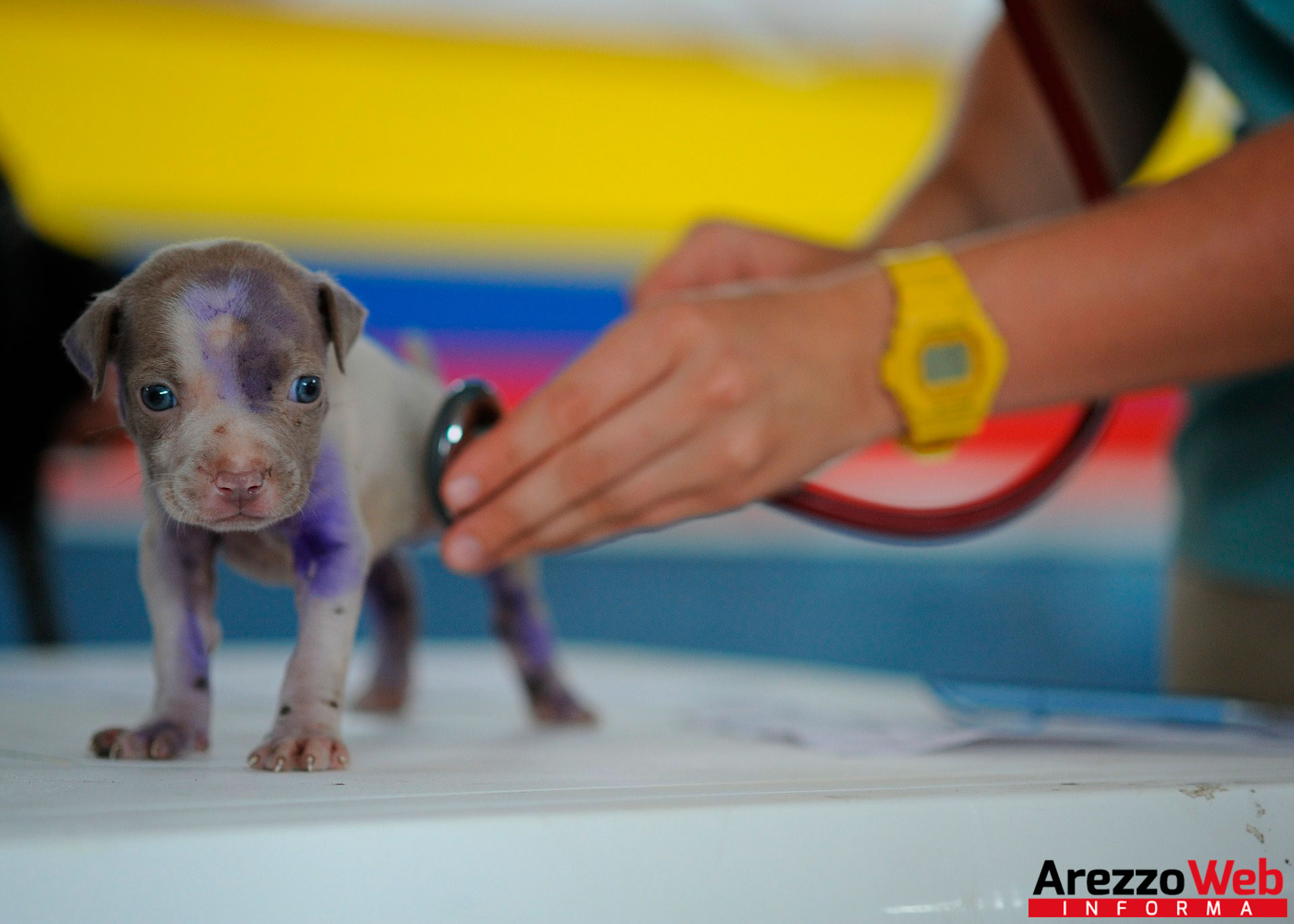 Sanità Animale: in arrivo 8 dirigenti veterinari nella Sud Est . Due per Arezzo