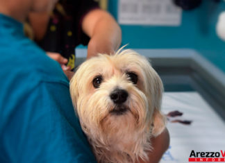 Veterinario che visita un cane per vaccinarlo -animali