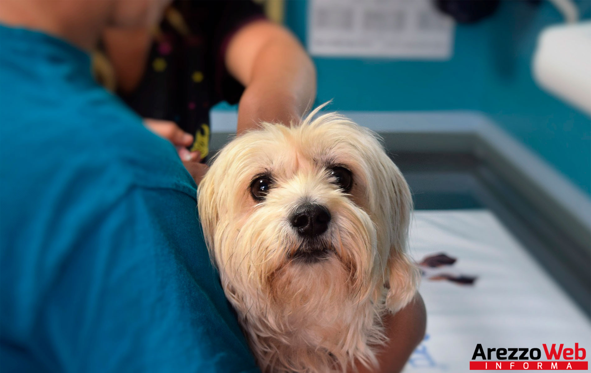 Obbligo vaccinale ai veterinari: il Ministero della Salute non ha fornito chiarimenti al Tar della Lombardia