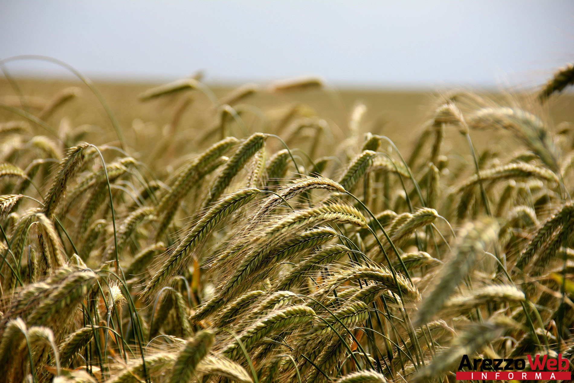 Consumi: dal grano al pane il prezzo lievita 15 volte