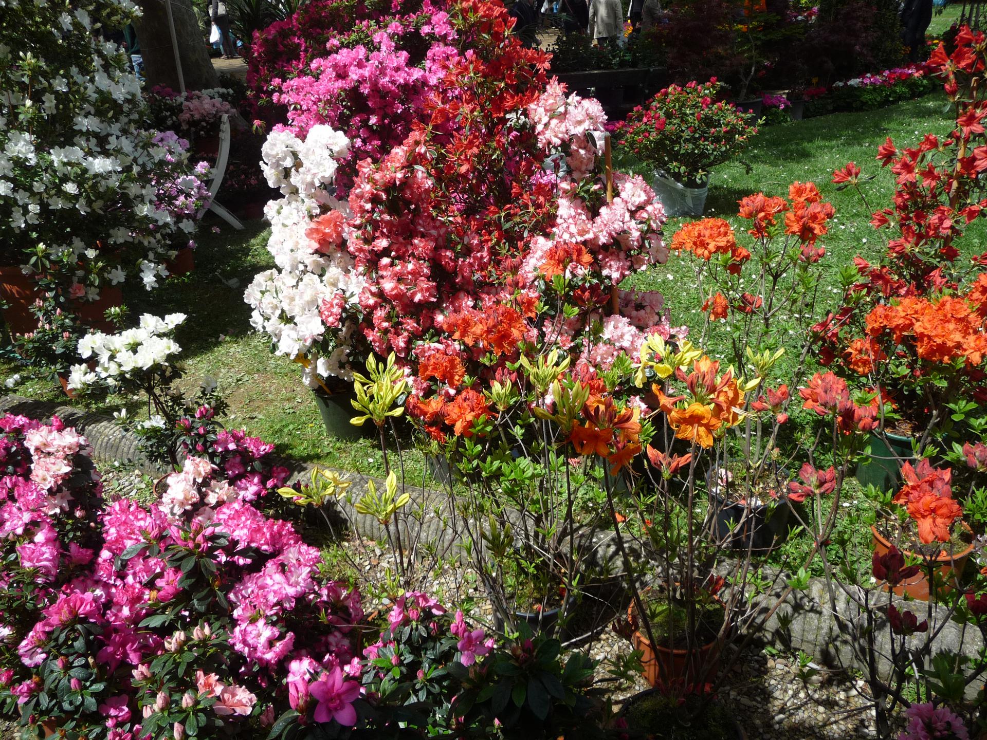 Con Arezzo in fiore si festeggia la primavera