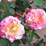 Fiori in Piazza Grande – Arezzo 01