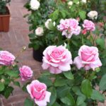 Fiori in Piazza Grande – Arezzo 02