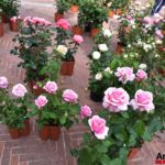 Fiori in Piazza Grande – Arezzo 03