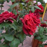 Fiori in Piazza Grande – Arezzo 04