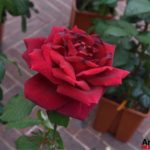Fiori in Piazza Grande – Arezzo 05