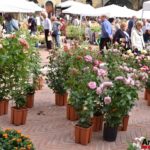 Fiori in Piazza Grande – Arezzo 07