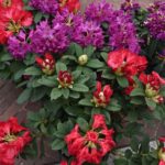Fiori in Piazza Grande – Arezzo 11