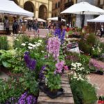 Fiori in Piazza Grande – Arezzo 13