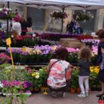 Fiori in Piazza Grande – Arezzo 16