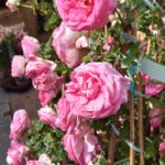 Fiori in Piazza Grande – Arezzo 20