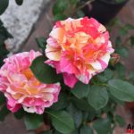 Fiori in Piazza Grande – Arezzo 21