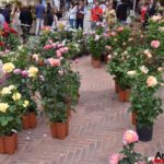 Fiori in Piazza Grande – Arezzo 22