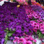 Fiori in Piazza Grande – Arezzo 23