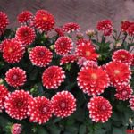 Fiori in Piazza Grande – Arezzo 24