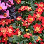 Fiori in Piazza Grande – Arezzo 25