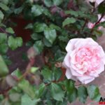 Fiori in Piazza Grande – Arezzo 26