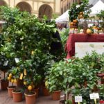 Fiori in Piazza Grande – Arezzo 27