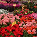 Fiori in Piazza Grande – Arezzo 37