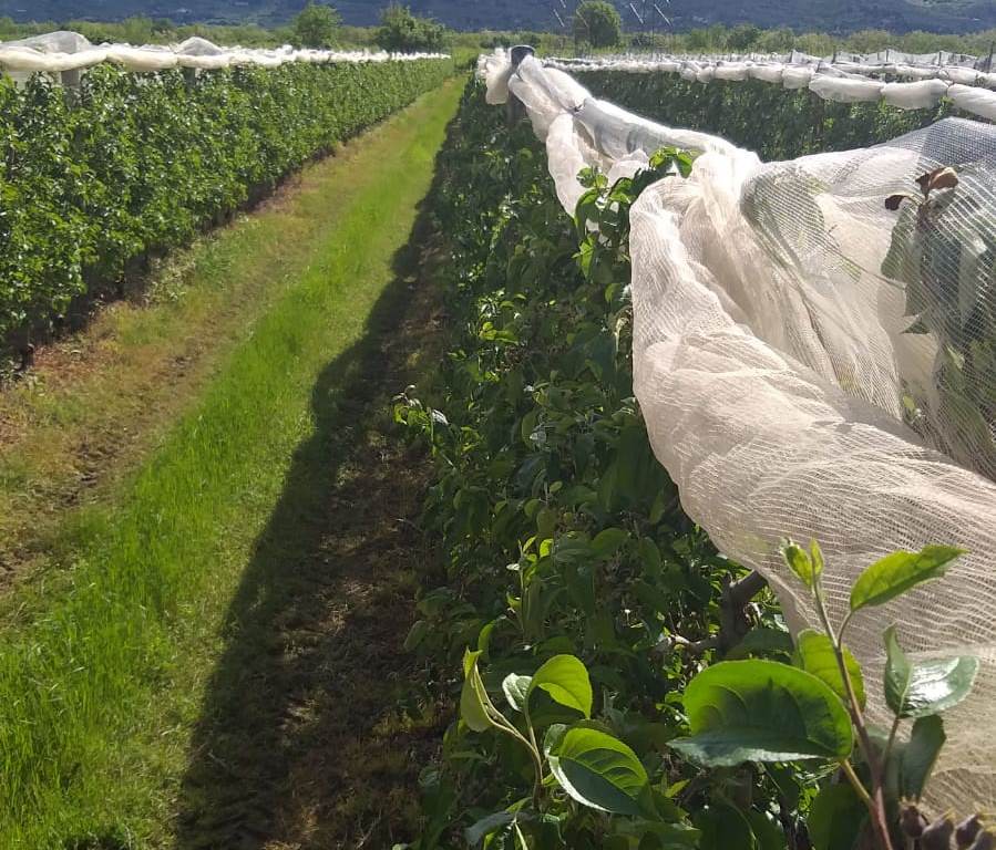 Ondata artica su frutta e ortaggi, “agricoltura ferita”