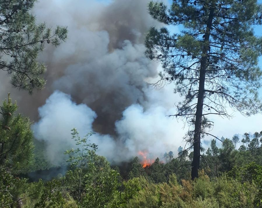 Incendio pineta 2 ok