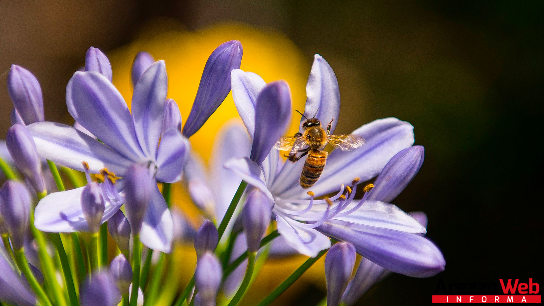 Giornata mondiale delle api, Saccardi: “Amiche del nostro futuro, difendiamole”