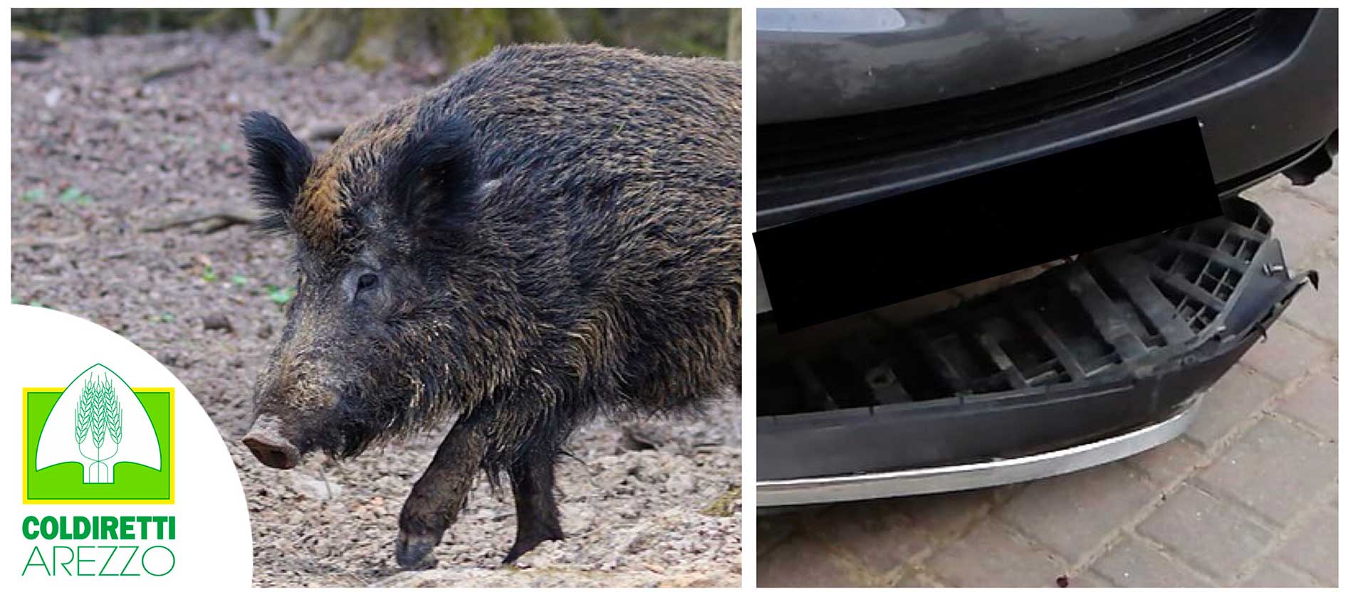Sale l’allerta ungulati: imprenditore agricolo colpito in strada
