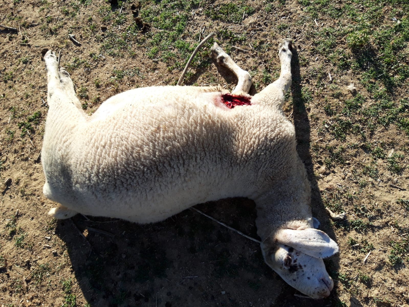 Camucia: Attacco di lupi , situazione al collasso