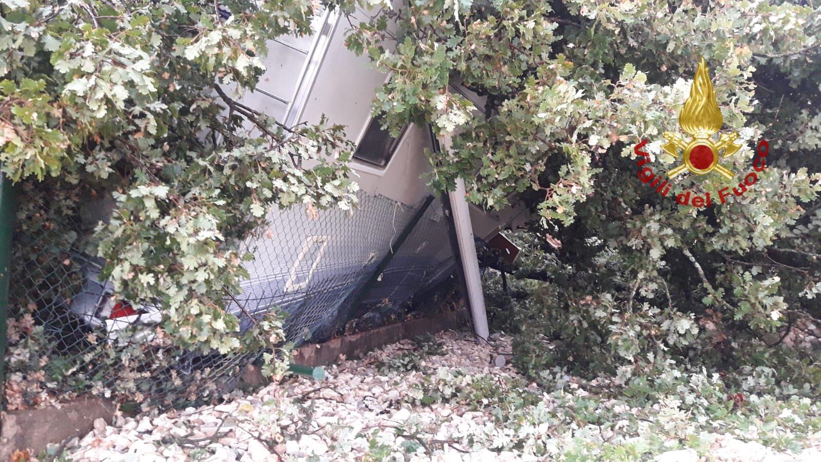 Cortona: pianta secolare cade sopra un camper
