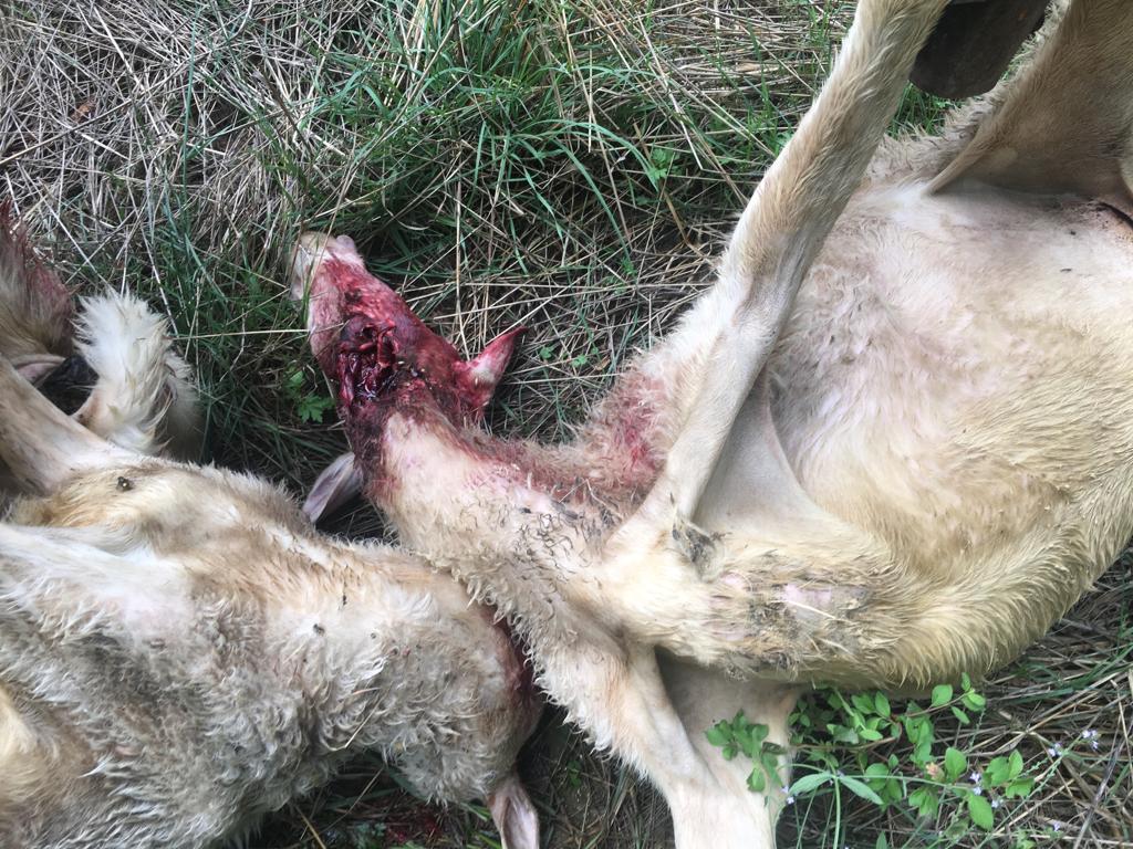 Lupo, Coldiretti: continua la strage servono risposte immediate