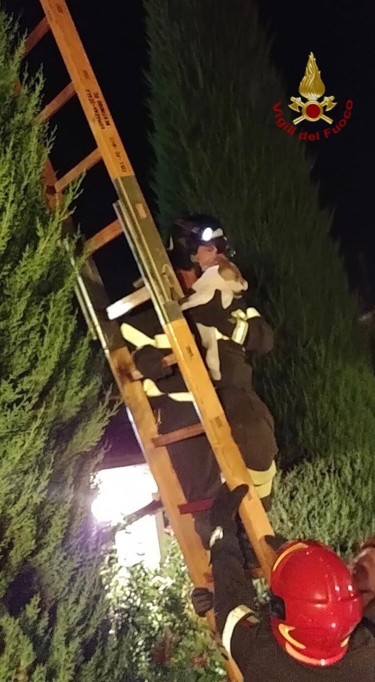 Jack Russel sale su un pino di 10metri salvato dai Vigili del Fuoco