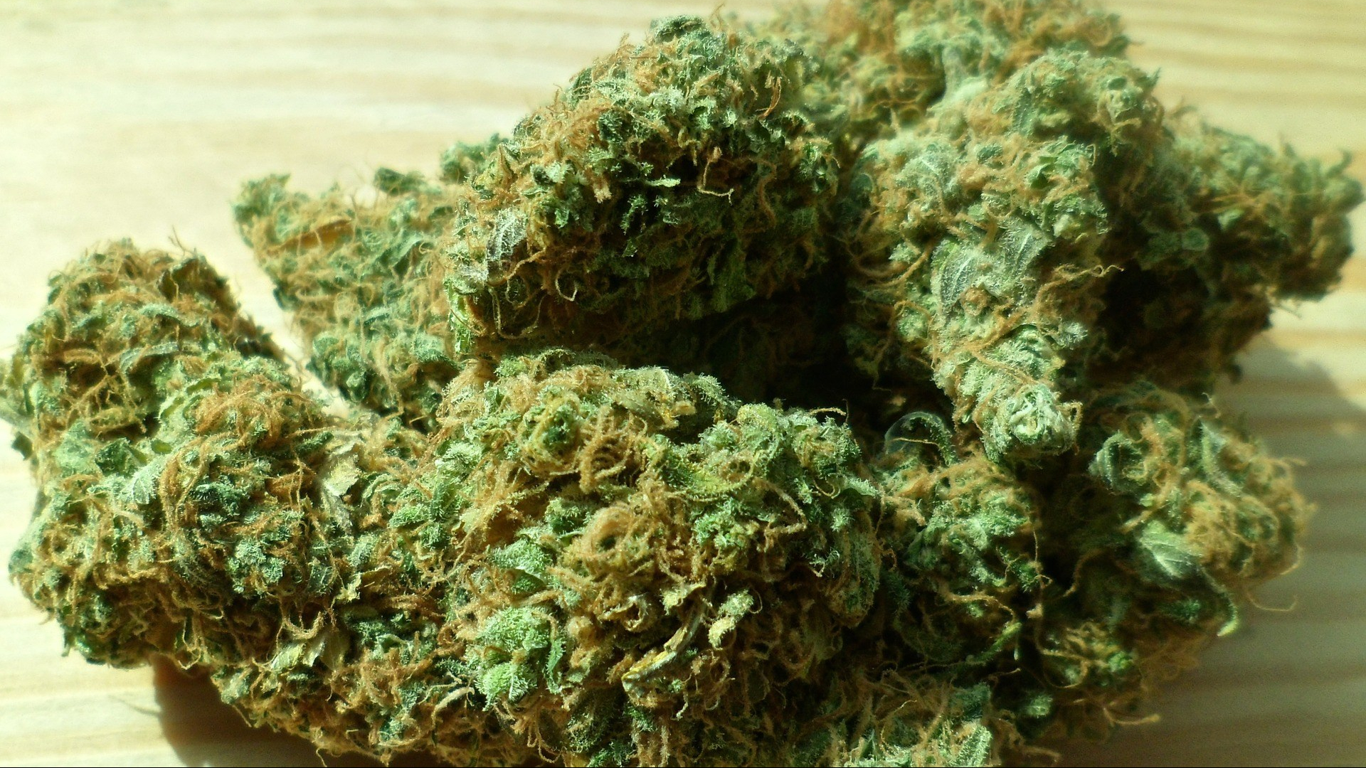Valdarno: agricoltore sangiovannese coltivava marijuana nell’orto di casa