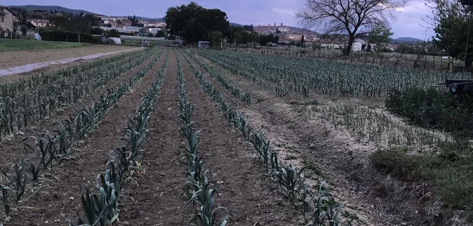 Arriva l’anagrafe dell’Aglione della Valdichiana