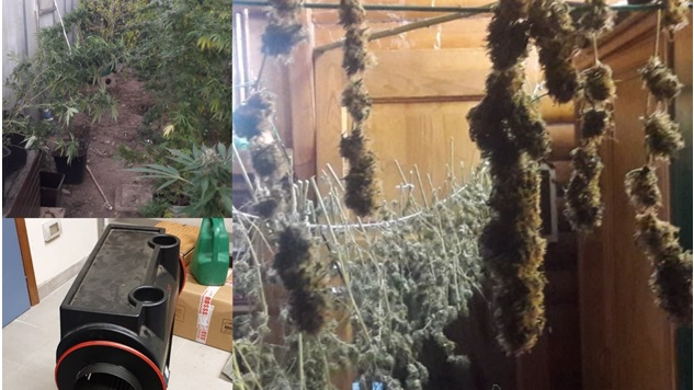 Scoperta piantagione di marijuana in una serra a Ripa di Olmo. Sequestrati 20 chili di droga. Arrestato 42enne