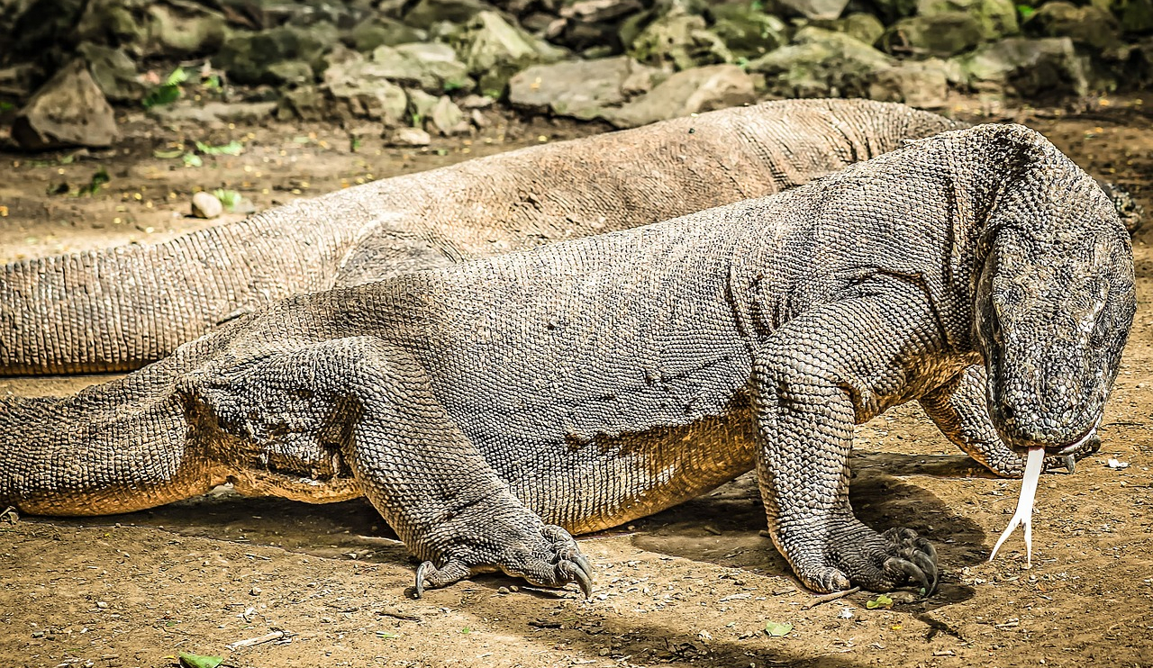 Scoperta l’ultima popolazione di draghi di Komodo. Per i ricercatori adesso il problema è il cambiamento del clima