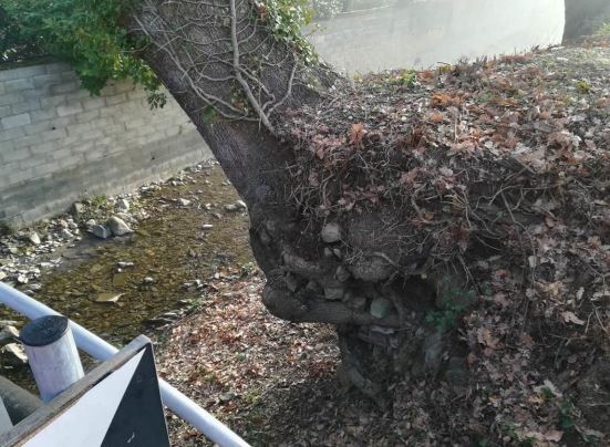 Due piante di roverelle come “spade di Damocle” sul Vingone. Una sarà abbattuta, l’altra sottoposta a una drastica cura