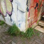 sopasso via arno – erbacce