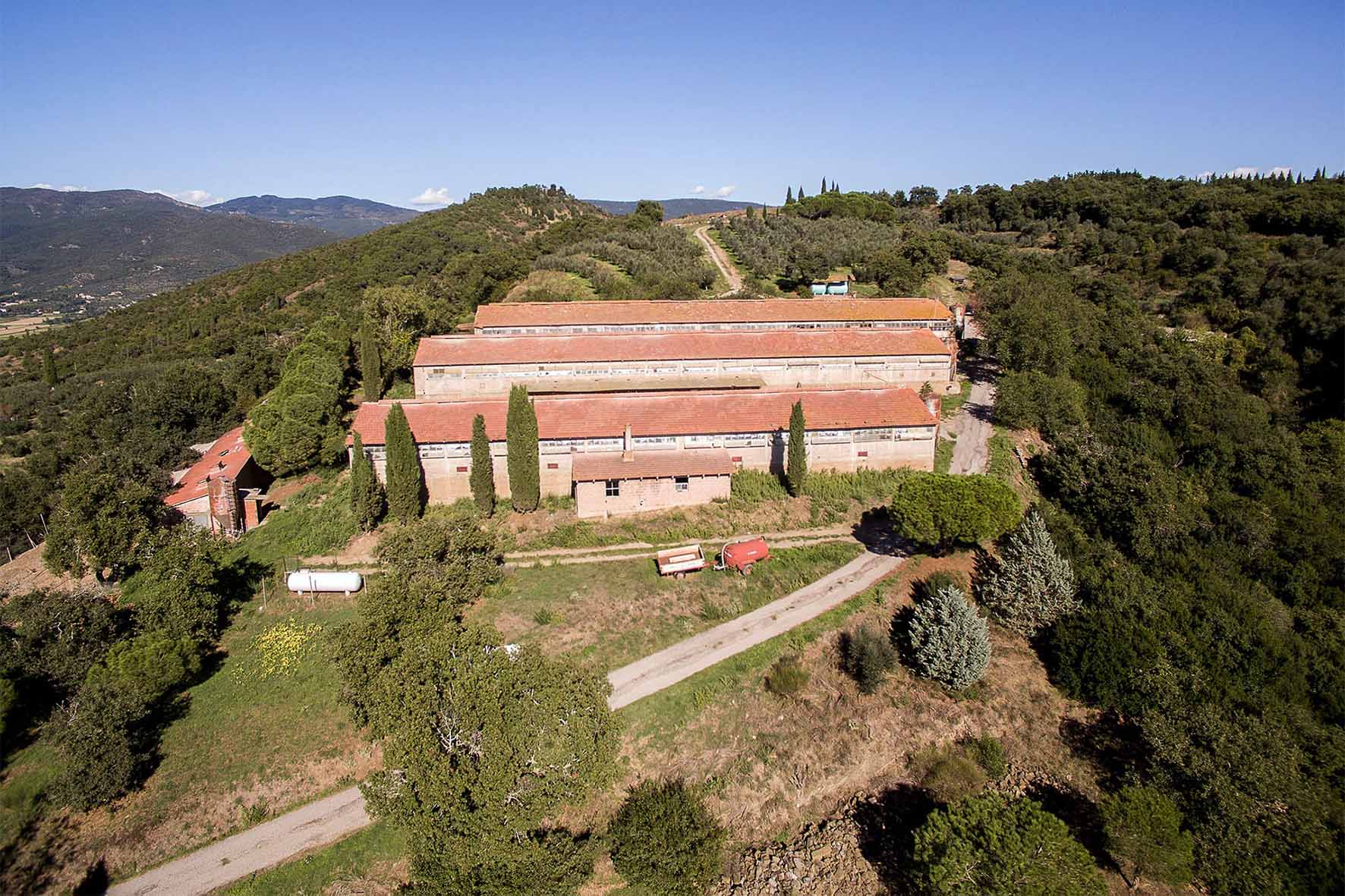 Cinquantamila capponi da Cortona alle tavole del centro Italia