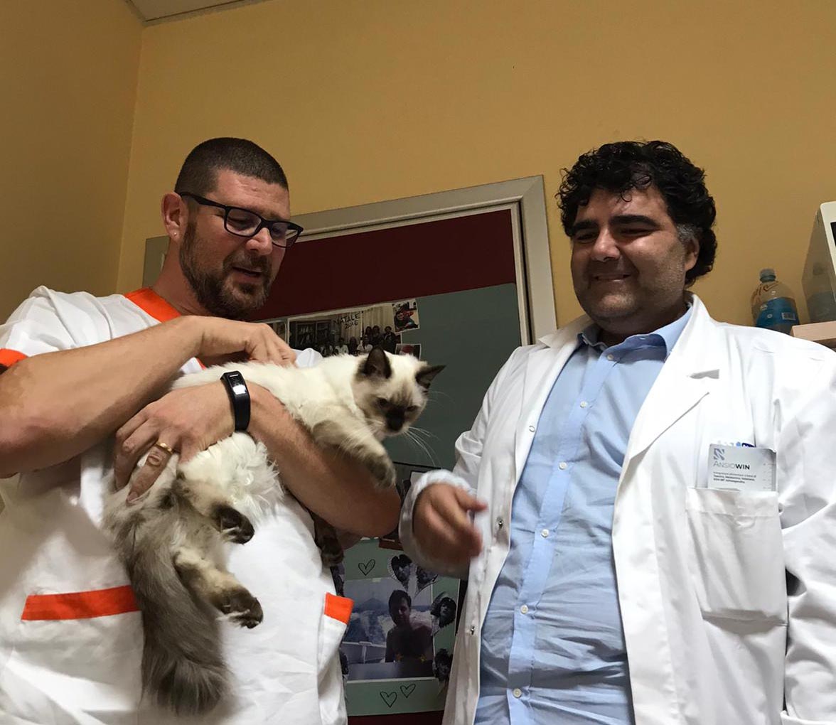 Ospedale di Arezzo, un gatto ragdoll per la pet therapy