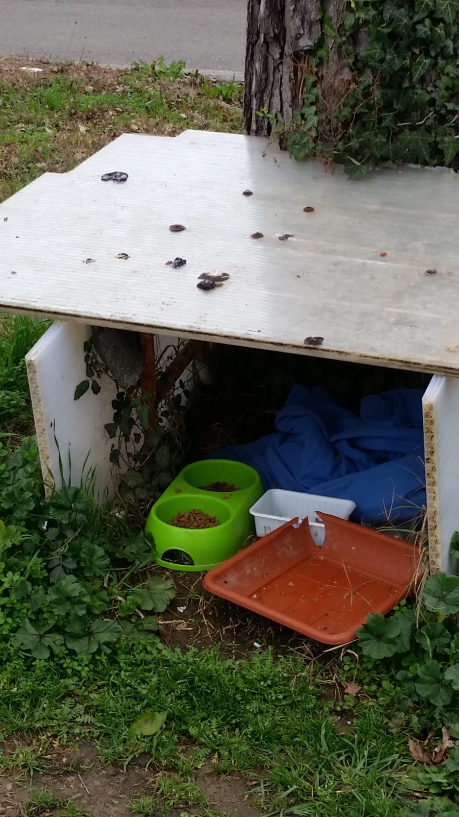 Colonie feline, il Pd: “il Comune faccia la sua parte. Problema igienico-sanitario anche vicino alla Pio Borri” “