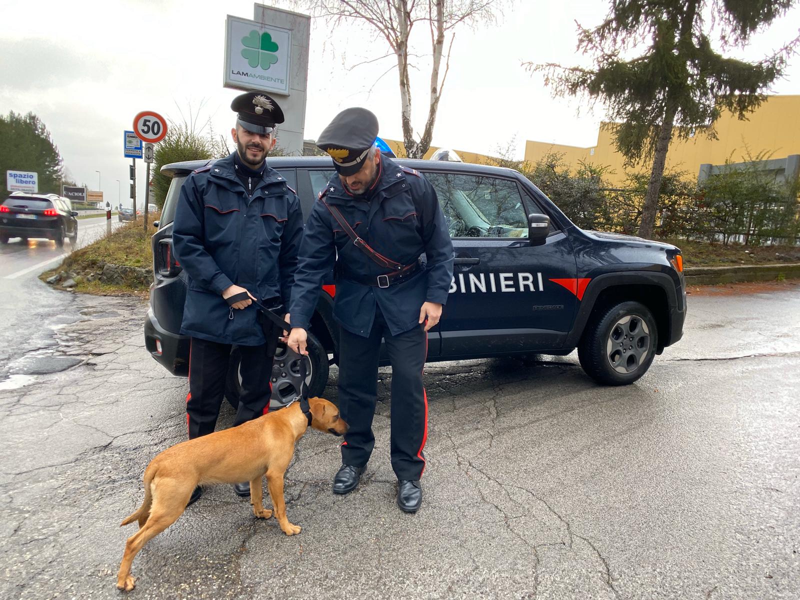 Cane vaga sulla 71, carabinieri si fermano e il cucciolo salta sulla loro auto per rifugiarsi. Salvato