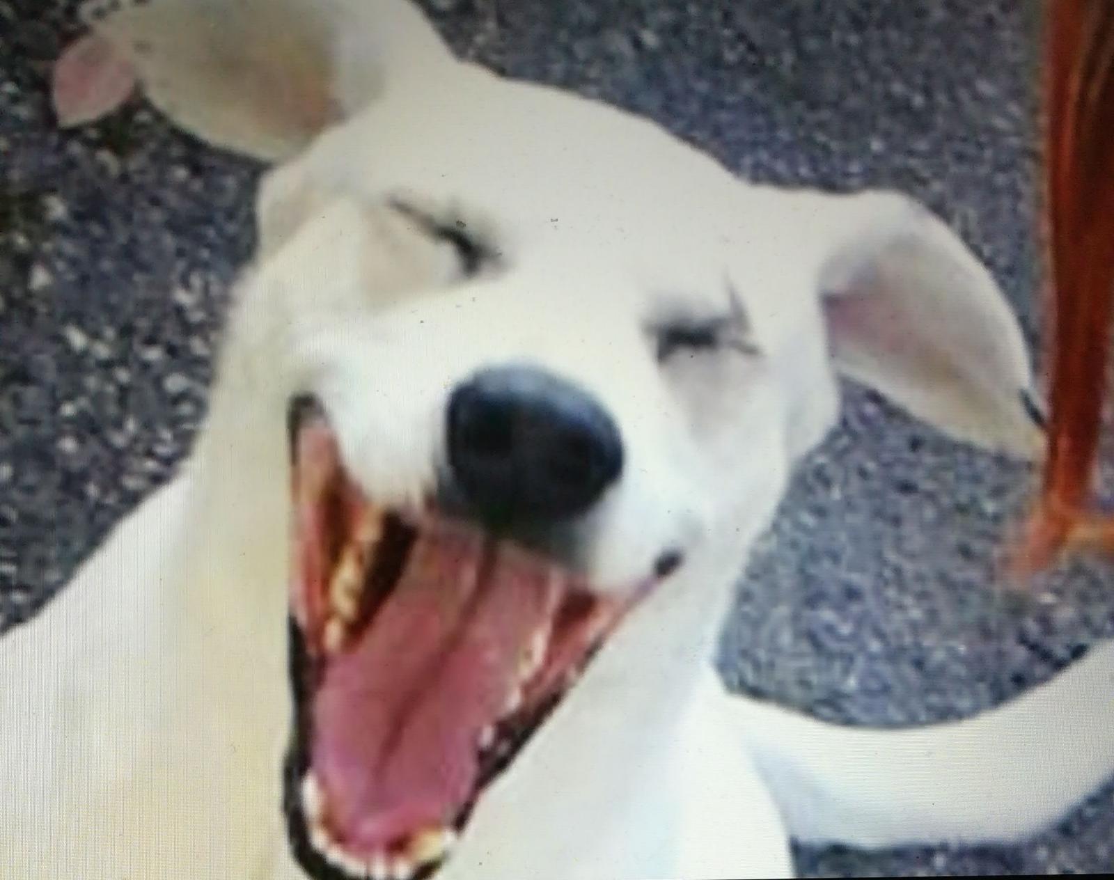 Lucky, il cane di Helenia cerca casa