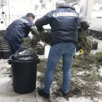 carabinieri – marjiuana foiano