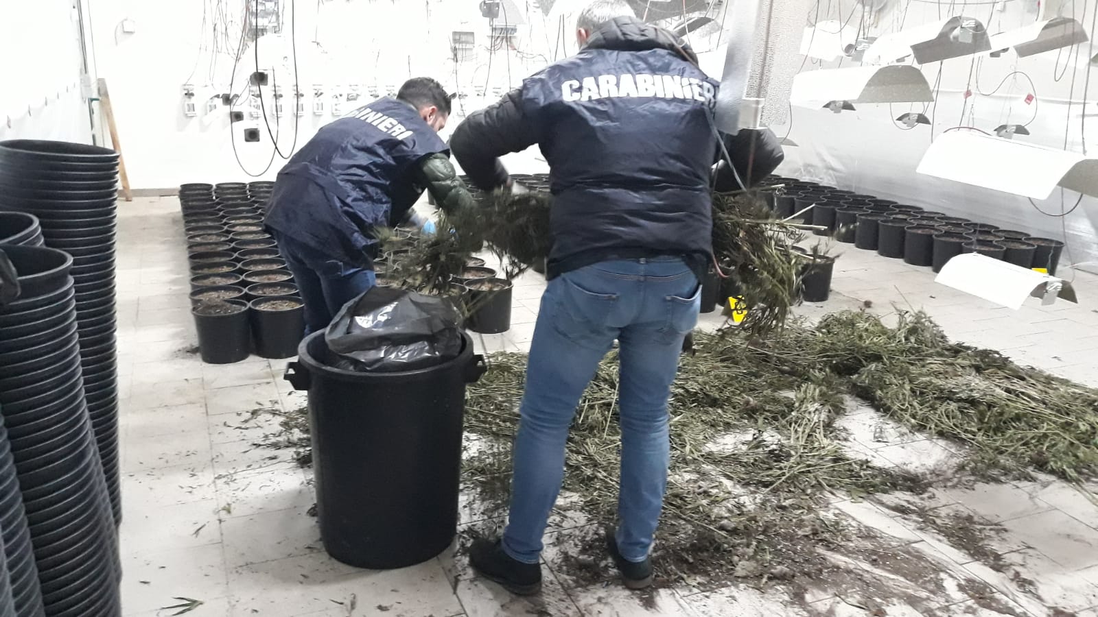 Scoperto capannone per la coltivazione di marijuana a Foiano. Trovati 37 chili. I “coltivatori” ci dormivano dentro