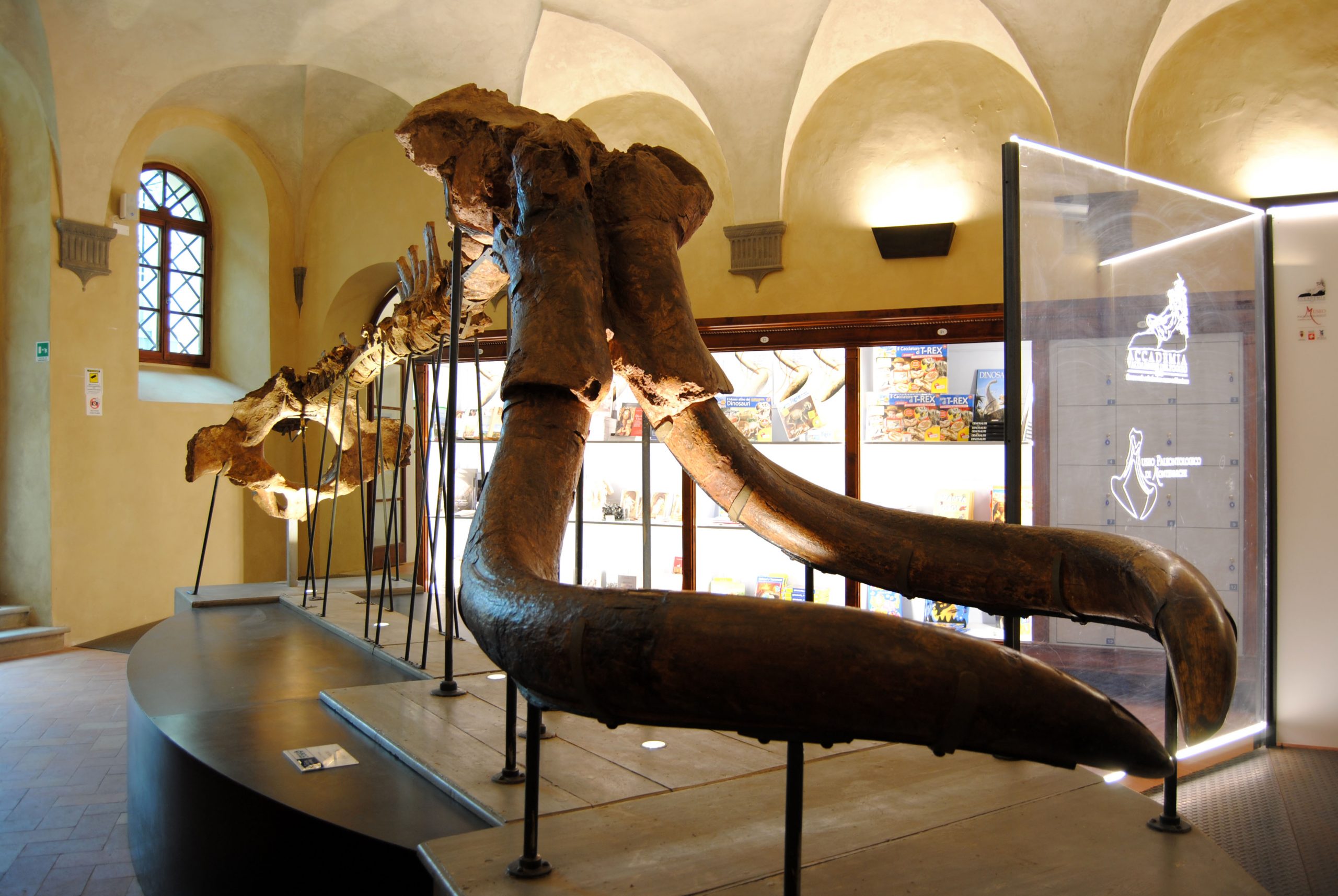 Riapre il Museo Paleontologico dell’Accademia Valdarnese del Poggio
