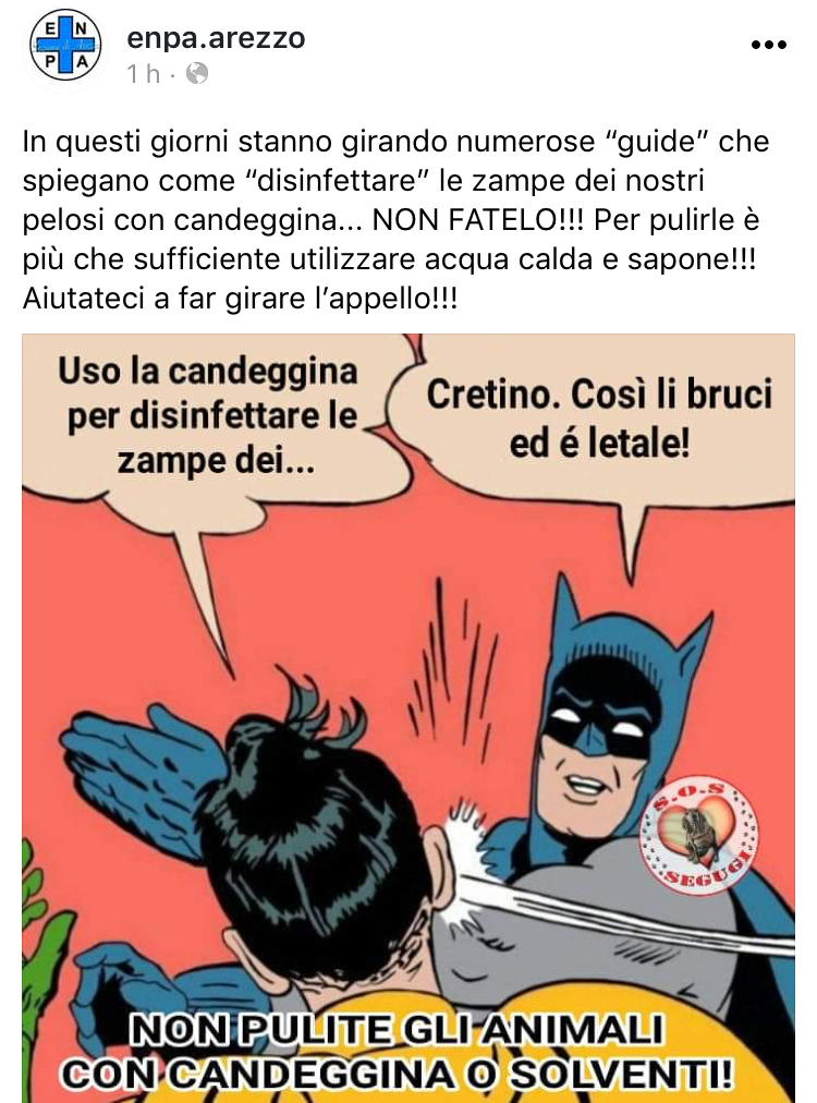 “Candeggina per pulire le zampe”. Enpa: “non fatelo, si bruciano. Bastano acqua e sapone”